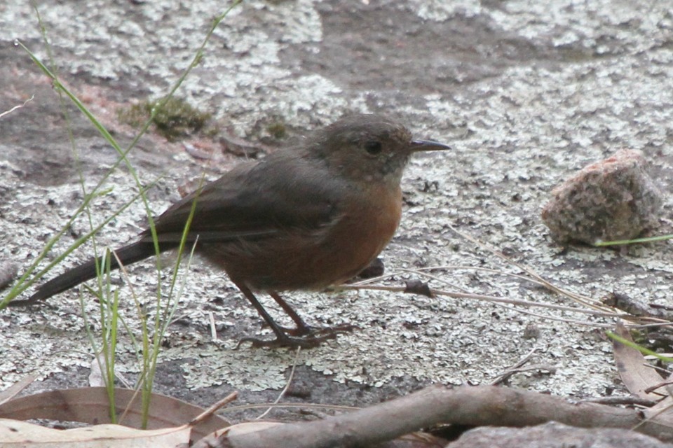 Rockwarbler (Origma solitaria)